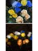 LED Solar Rose Flower Lights: 3, 5, or 6-Head Options for Outdoor Garden and Lawn Decoration