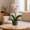 5Pcs/2pcs Self Watering Plastic Flower Pot Double Layer Hydroponics Plants Bonsai Pot Vases Succulent Potted Home Office Decor