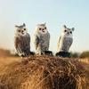 Fake Owl Decoy Plastic Owl Scarecrow Sculpture with Rotating Head and Sound for Garden Yard Bird Repellent Outdoor