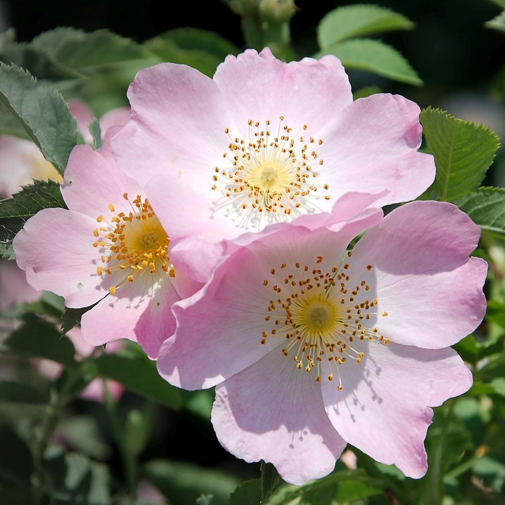 50 Samen HUNDSROSE ROSA - FRISCHE SAMEN