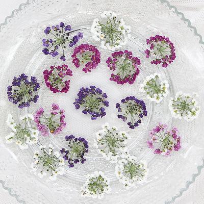 12 Stück Packung 1,5-2,5cm Schneeball Gepresste Getrocknete Blumen DIY Handgemacht Handyhülle Schmuckherstellung Füllung Natürliche Echte Getrocknete Blumen