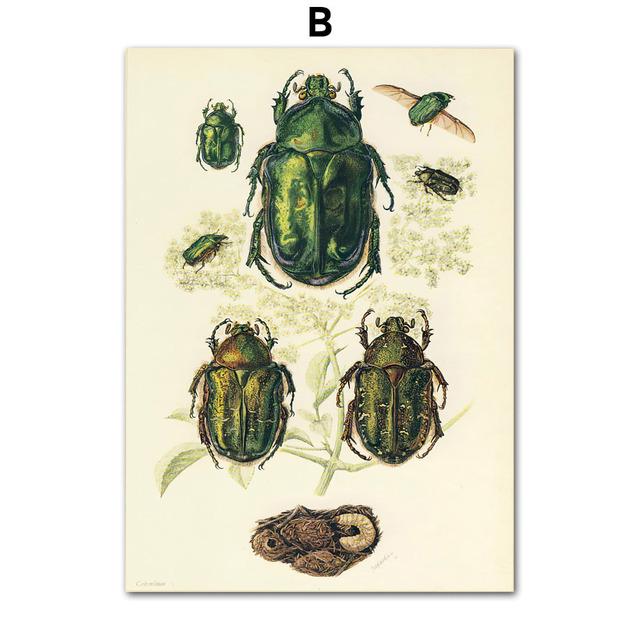 Vintage Beetle Insect Poster Specimen Retro Illustration Wall Art Canvas Painting Posters and Prints Picture for Living Room No Frame