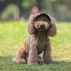 Cappellino Stiloso per Cane 4 Misure Disponibili Design Traspirante Cappellino Parasole per Animali Domestici Ideale per Passeggiate Quotidiane e Giochi Spiaggia