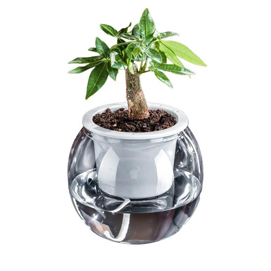 Aquaponik Betta Fischtank Transparenter Kunststoff Bruchfester Pflanzbehälter Ökosystem Aquarium Schreibtisch Aquaponik System für Betta Fisch Zimmerpflanzen