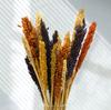 Dried Cantal Grass Bunches - Orange Set of 6