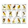 Sao Tome Post Y2007 Endangered Birds White-bellied Kingfisher 1 Set 14 New Collectible Postage Stamps Material For Scrapbooking