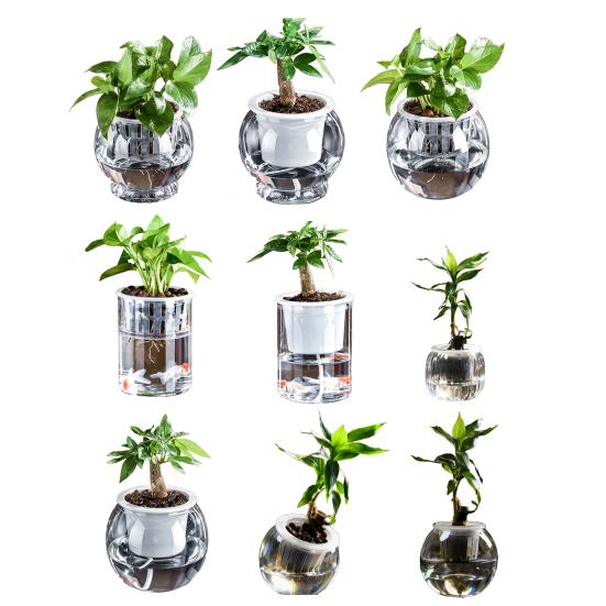 Aquaponik Betta Fischtank Transparenter Kunststoff Bruchfester Pflanzbehälter Ökosystem Aquarium Schreibtisch Aquaponik System für Betta Fisch Zimmerpflanzen