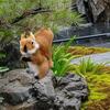 Squirrel Figurine Plush Animal for Garden Decor And Gifts