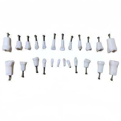 24 Stück Dental Kinder Zähne Übungsmodell Milchzahnmodell Kinderzahnheilkunde Lehrmittel Für Kinder Zähne Lehre Training