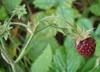 Fragaria moschata - fragola muschiata 15 semi freschi