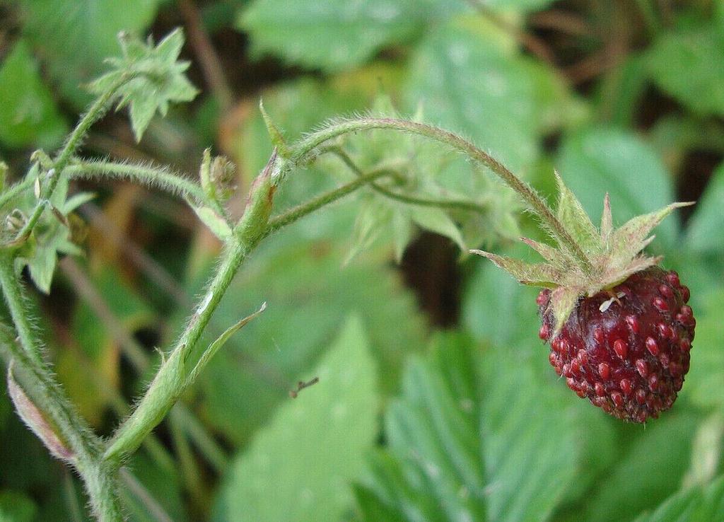 Fragaria moschata - fragola muschiata 15 semi freschi