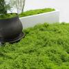 Polyester Artificial Moss Plants DIY Craft Realistic Texture Faux Preserved Moss No Watering No Fading Preserved Reindeer Moss