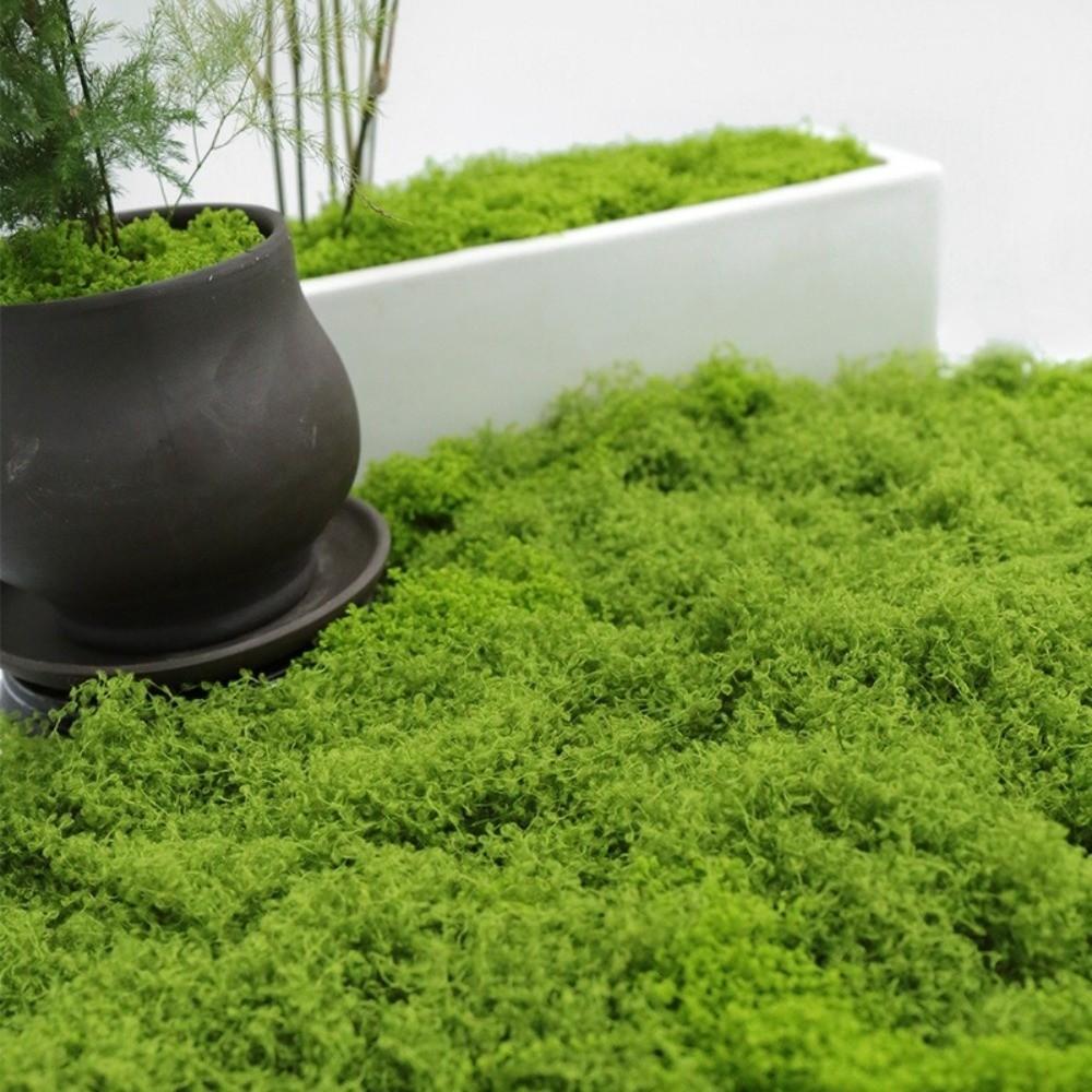 Polyester Artificial Moss Plants DIY Craft Realistic Texture Faux Preserved Moss No Watering No Fading Preserved Reindeer Moss