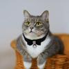 Chic Adjustable Rhinestone Pet Collar Cat Dog Collar Bell Charm Premium Material Comfortable for Party Daily Decoration