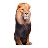 3D Simulated Forest Animal Throw Pillow - Lifelike Lion Fox Raccoon Zebra Tiger Soft Sofa Bedroom Cushion Home Decor Kid Gift