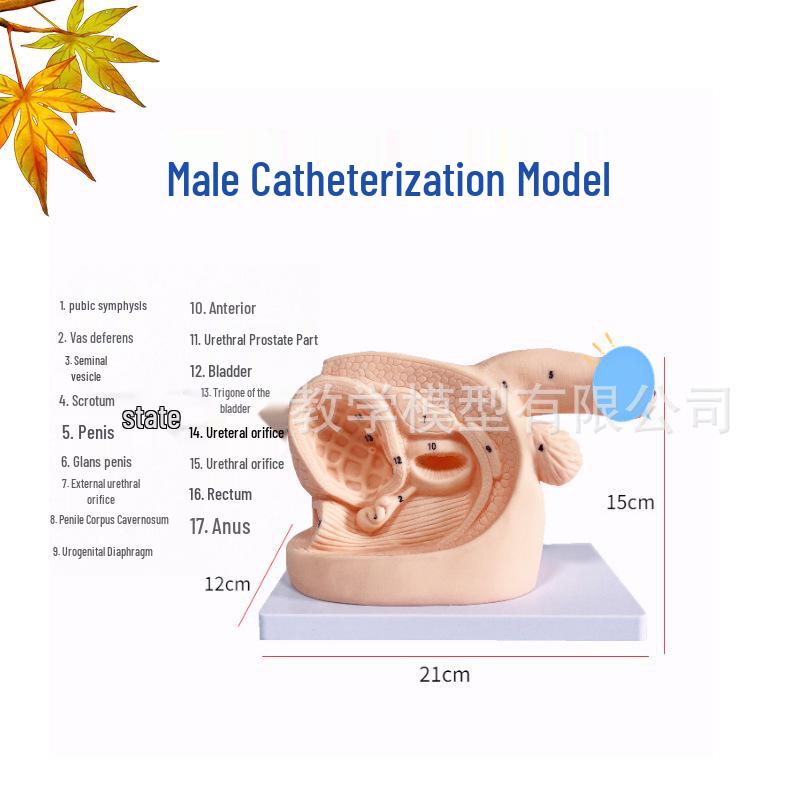 Human Catheterization Model: Female Genitalia, Male Urinary & Reproductive Systems