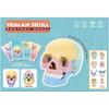 Giocattoli Educativi Anatomia del Cranio per Bambini Modello Anatomico degli Organi del Corpo Umano Specimen Cavità Orale Ausili Didattici Montessori