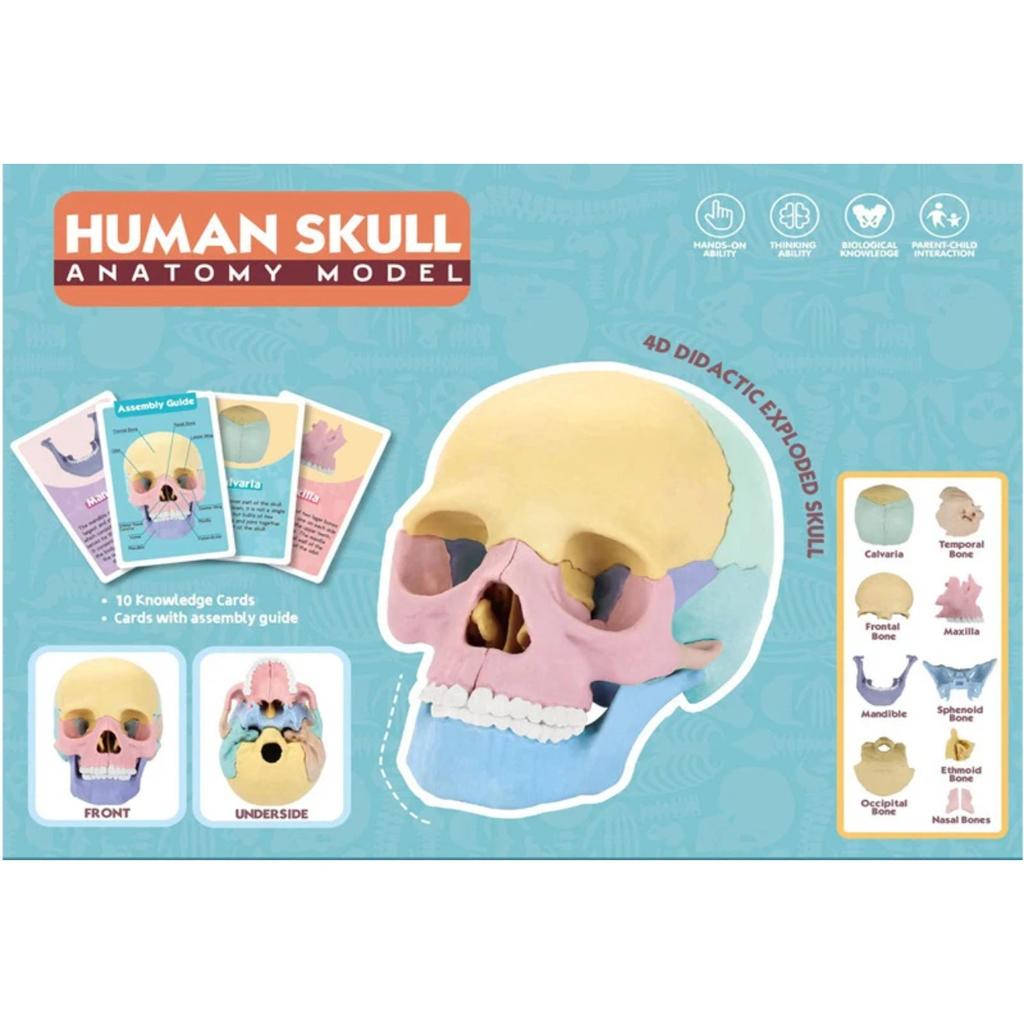 Giocattoli Educativi Anatomia del Cranio per Bambini Modello Anatomico degli Organi del Corpo Umano Specimen Cavità Orale Ausili Didattici Montessori