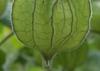 SAFLAX Cape Gooseberry / Peruvian Cherry - 100 Seeds - Physalis Peruviana