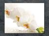 SZKLANA DESKA DO KROJENIA 40x30 ORCHIDEA