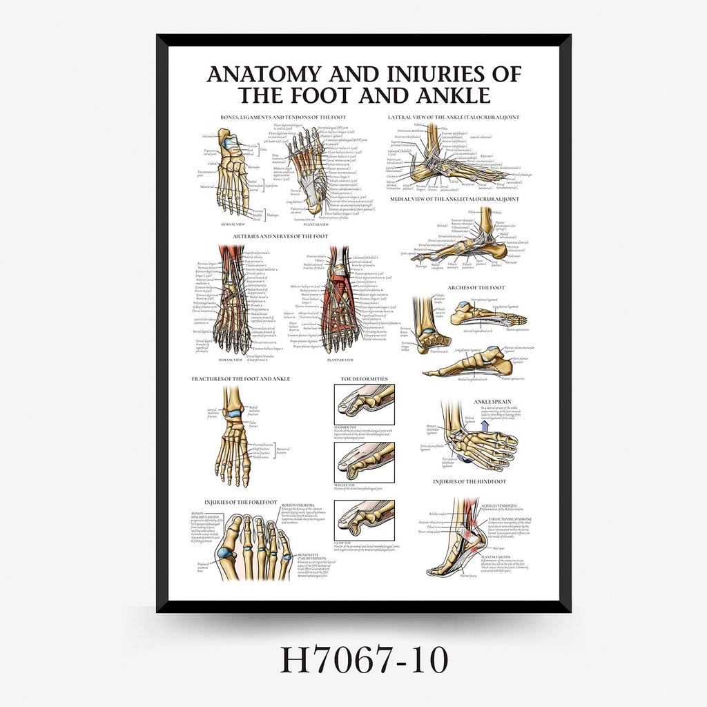 Human Tissue Structure Muscle Gym Medical Education Decorative Canvas Painting Poster Wall Art for Home Decor