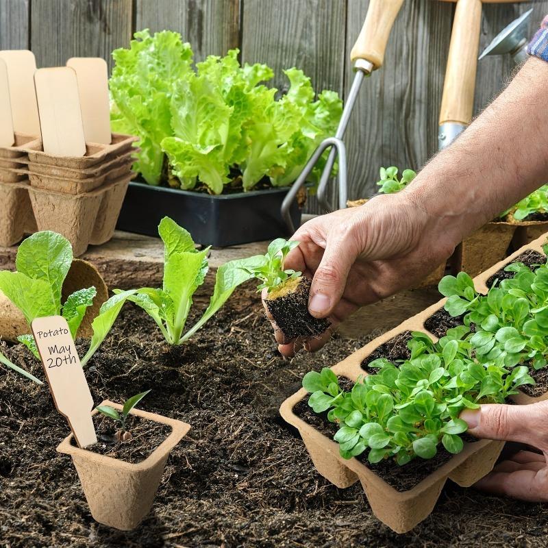 50-Topf Anzuchtschale Container-Gartenbau Anzucht-Set Anzuchttöpfe mit Moosauskleidung Garten Zubehör