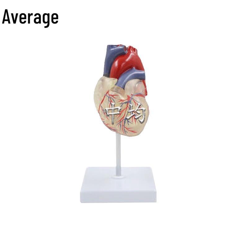 Transparent Human Heart and Lung Anatomical Model
