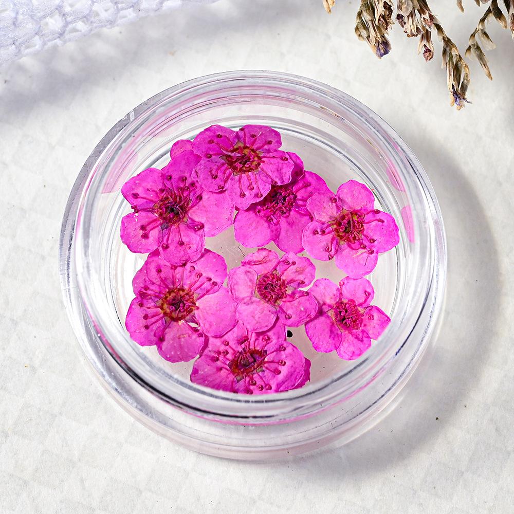 10PCS/Box Small Daffodil Dried Flower for Nail Art Decorations Natural Real Pressed Flower Making up Phone Case Mold Making