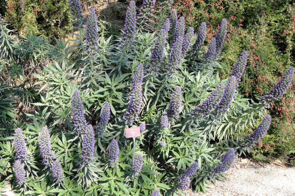 SAFLAX Pride of Madeira - 100 semen - Echium fastuosa