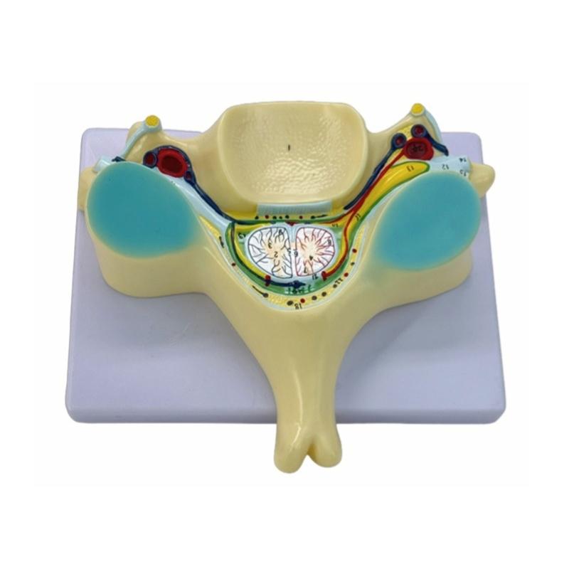 Spinal Cord Transection Model with Medulla Spinalis and Spinal Nerve Teaching Tool Humans Bone Model for School 1