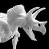 Dinosaur Model Kit Rymax Skeleton Triceratops, Korean popular bandai
