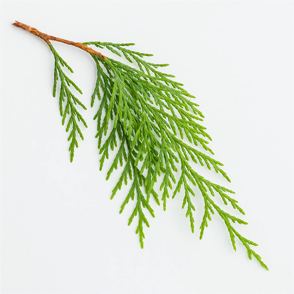 30 Graines de Cyprès du Cachemire (Cupressus cashmeriana)