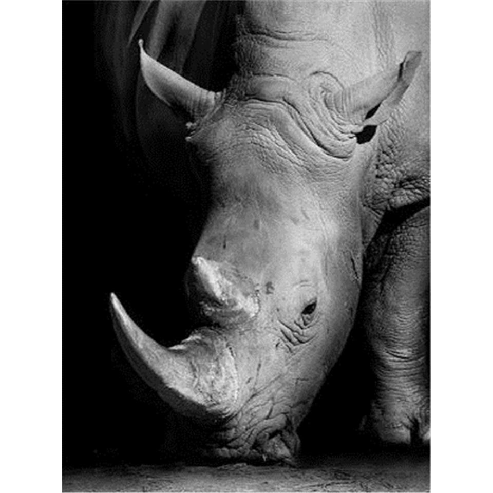 5D Round Diamond Painting "animal" Lion Tiger Diamond Embroidery Cross Stitch Kit Rhinestone Mosaic Picture DIY Decoration Gift