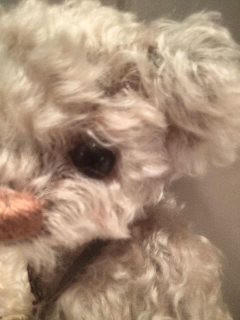 [USED] Teddy Bear Made by Teddy Bear Artist "Tokotoko Bear Japan