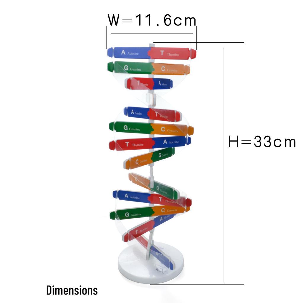 Modello Fatto a Mano della Doppia Elica del DNA per Esperimenti di Biologia e Ausili Didattici Scientifici