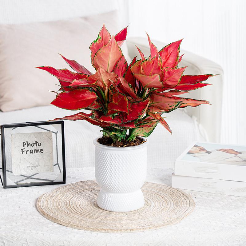 Lazy Flower Pot Self Watering Flowerpot Indoor Succulent Hydroponic Plants Pot Garden Planter Pots Home Bonsai Decoration