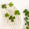10pcs Lucky Clover Postcards Grass Transparent Wishing Cards Ideal for Bookmark Decoration Perfect Holiday Gifts School Supplies