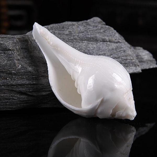 

Small Buddhist White Conch | Dharma Instrument | Eight Offerings for Buddha Practice | Mind Cultivation | Multiple Models Available