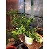 Portable Greenhouse Cover Anti-UV Waterproof PVC Plant Cover Tomato Plants Garden Tent Greenhouse (Without Iron Stand)