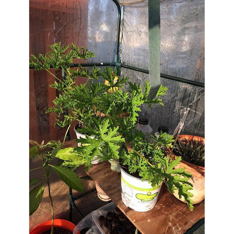 Portable Greenhouse Cover Anti-UV Waterproof PVC Plant Cover Tomato Plants Garden Tent Greenhouse (Without Iron Stand)