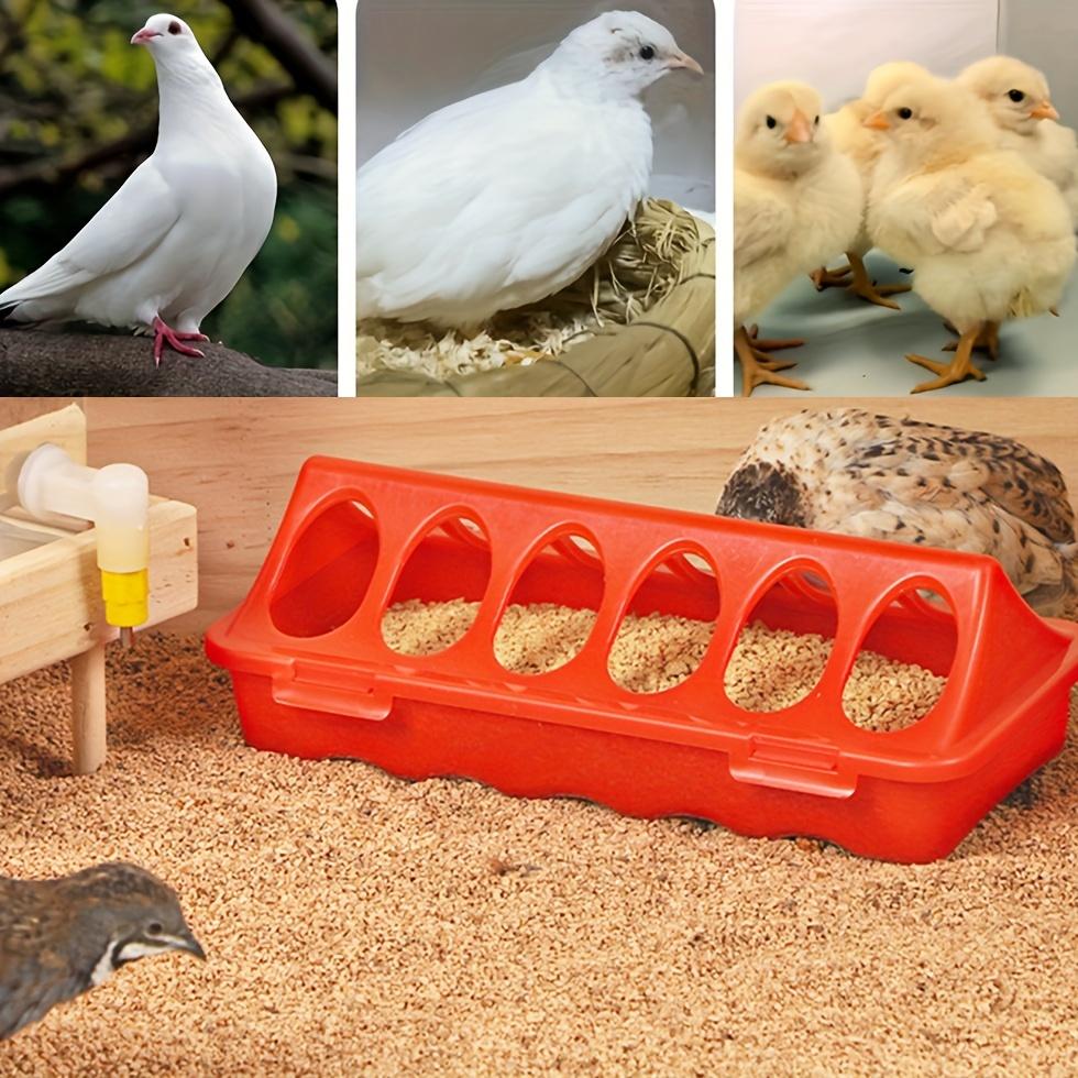 Feeding Equipment for Pet Birds Including A Waterer and Trough for Pigeons, Parrots, Chickens, Chicks, and Ducks, Sold As A Single Piece