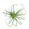 Artificial Flocking Fake Bromeliads Air Plants Hanging Simulation Tillandsia Plants For Home Wedding Party Flower Decoration