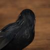 Small Simulation Fake Bird Realistic Halloween Black Crow Model Ornament Simulation Bird Home Decoration Animal Creepy Toy