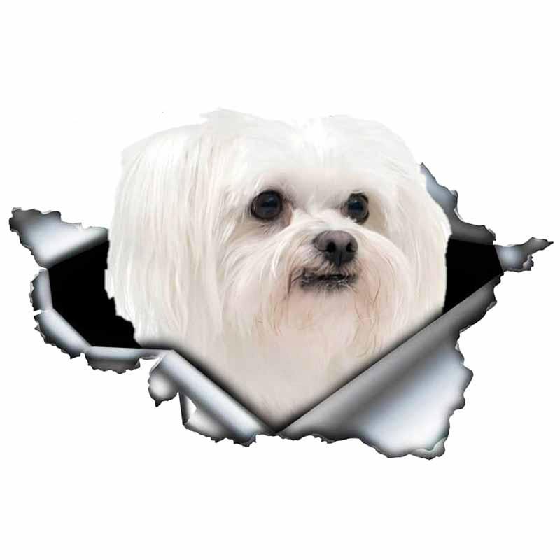LYKX Lovely Maltese Pet Dog Car Sticker Decoration Waterproof Window Boot Decal Motorcycle Cover Scratch PVC Decals