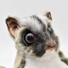 BH7482 HANSA Sugar Glider 22cm