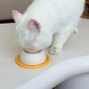 Pet Lick Toys Fun Tray Interactive Dog Toys Slow Feeder Food Dispenser For Puppy Training Enrichment Cat Feeding Crate Accessory