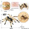4D Insect Model Toy Set: Ladybug, Stag Beetle, Centipede, Ant, Fly, Mantis