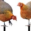Decorative Hen Garden Stake Patio Stakes Decoration Yard Art Animal Statue Stakes for Patio Garden Pathway Outdoor Backyard