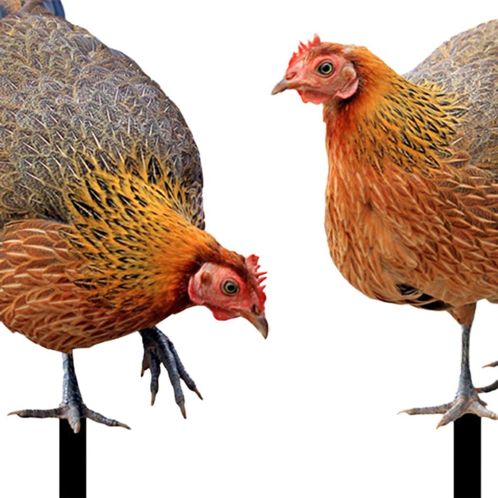 Decorative Hen Garden Stake Patio Stakes Decoration Yard Art Animal Statue Stakes for Patio Garden Pathway Outdoor Backyard