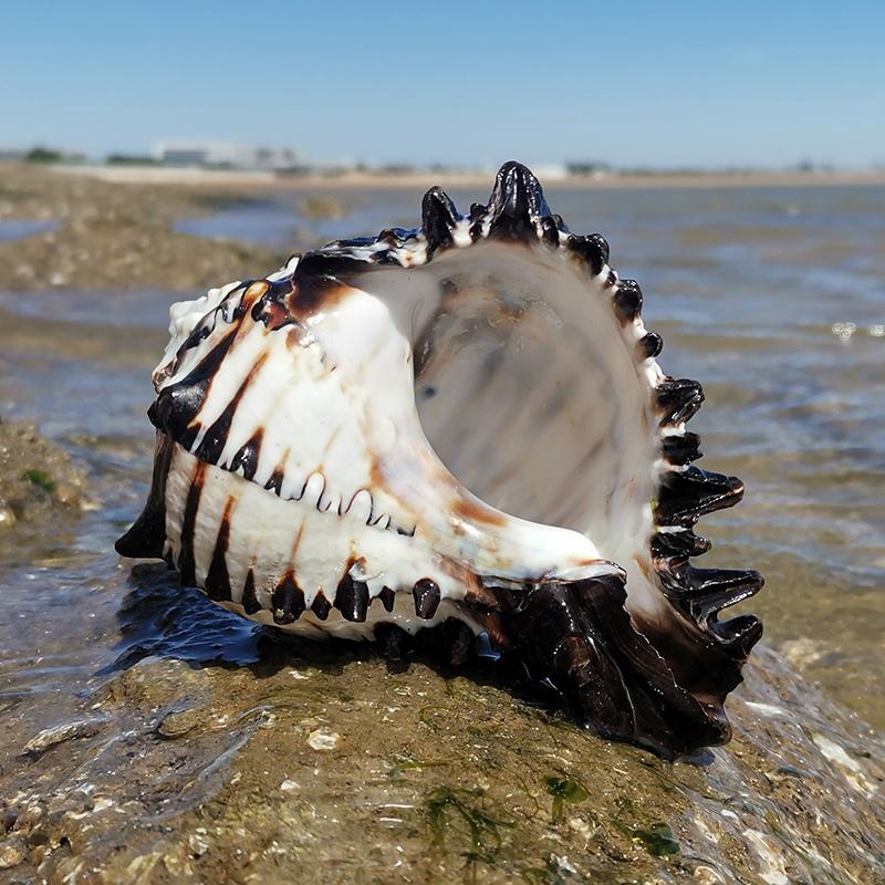 Large Conch Seashell Ornament for Wall Decor, Aquarium Aquascaping, and Sea Sound Collection